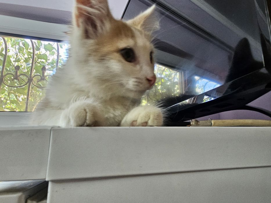 Котенок  мальчик)))