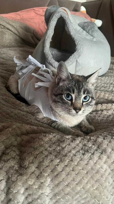 Тайская кошечка ищет дом!