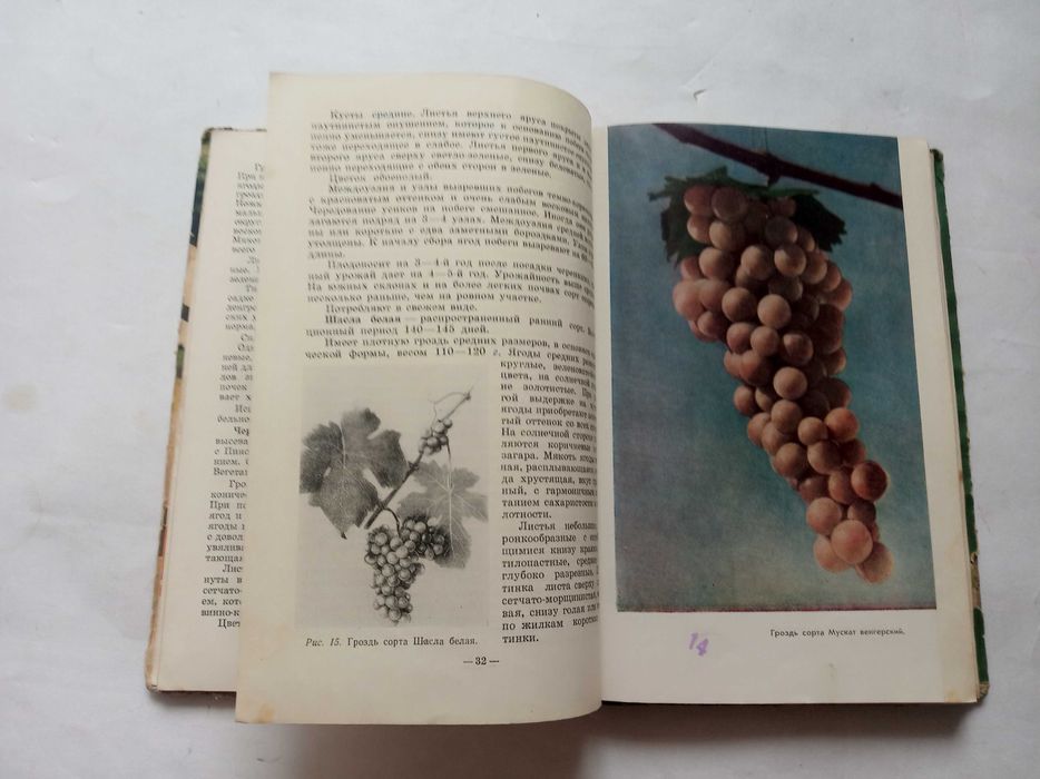 Виноград (выращивание в Казахстане)