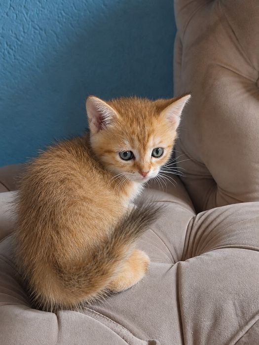 Мальчик золото прямоушка