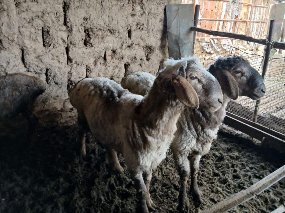 Сельхоз животные