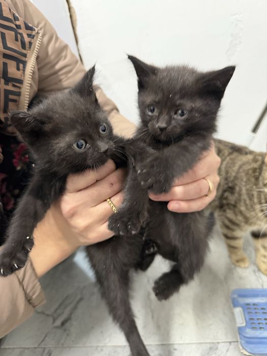 Отдам в добрые руки котят