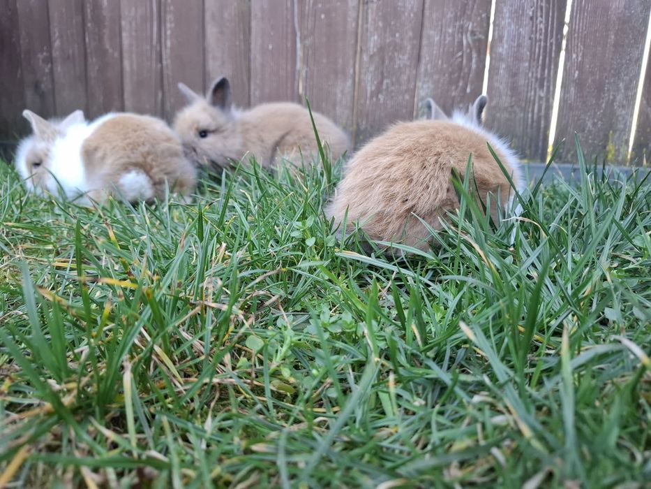 Vând iepuri din rasa cap de leu pitic