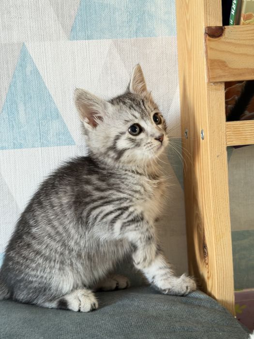 Котенок девочка ищет дом