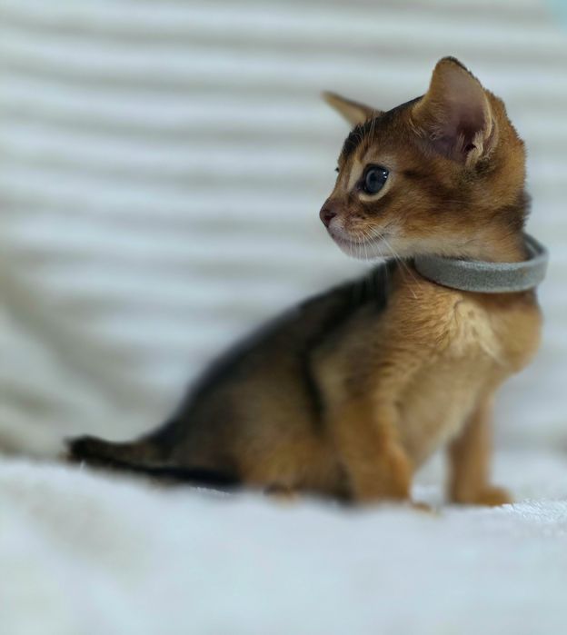 Абиссинские котята