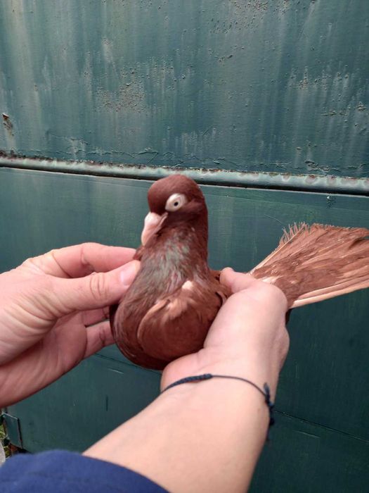 Гълъби червени донеци