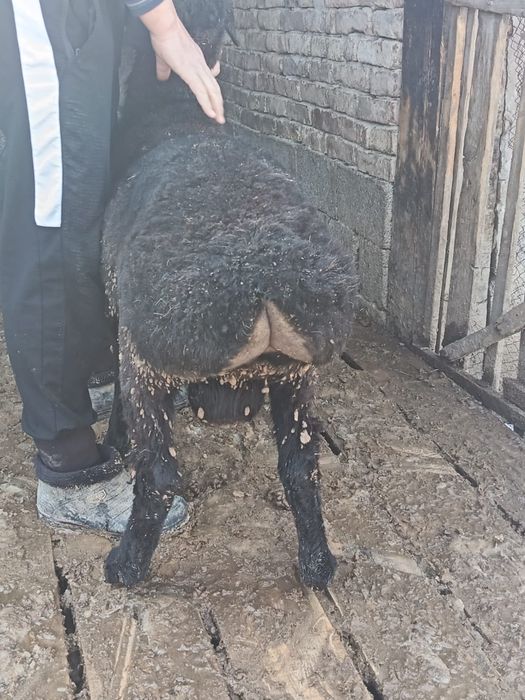 Кошкар бір жасар сатылады