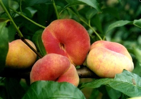 Piersic plat PLATICARP