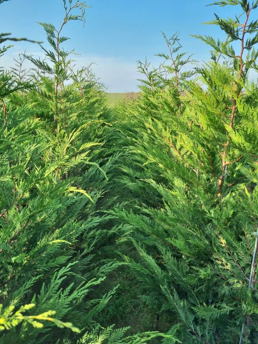 Leylandii 150-200 cm \ Gard viu