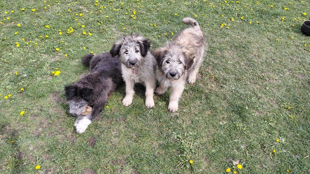 Donez cățeluse in vărstă de 3 luni