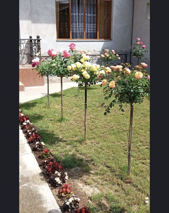 shtamp atirgul, hovli uchun gul, штампвий atirgul gullar