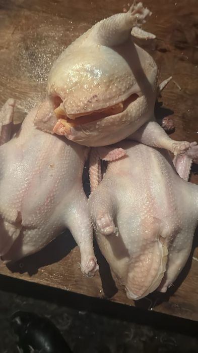 Куры домашние оптом и в розницу