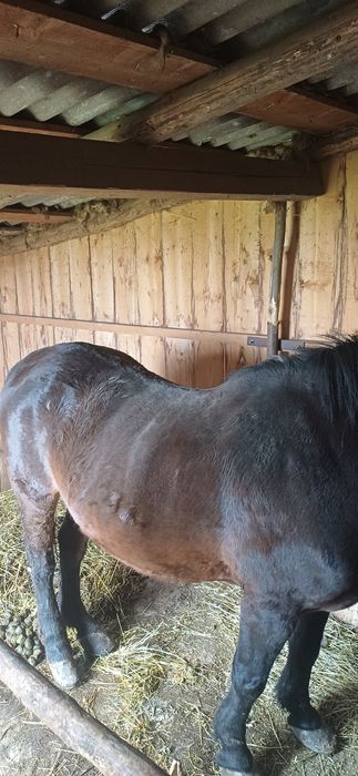 Vând iapă din rasa Metis  Semigreu Românesc