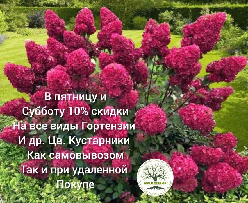 Саженцы - гортензия метельчатая.