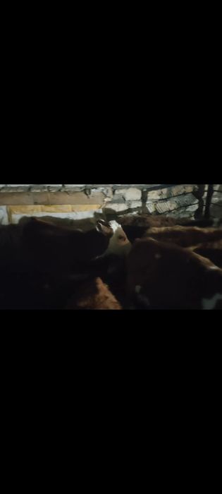 Бузаулар сатылады