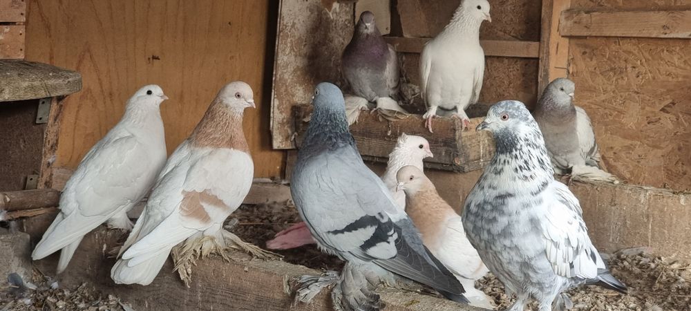 Продам  голубей  улетные