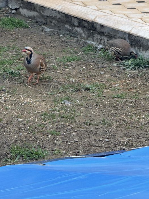 Курапатка или кеклик