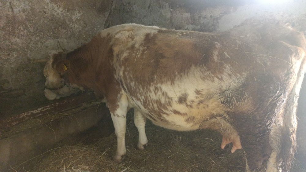 De vânzare vaca gestanta