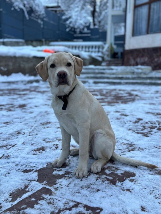 Лабрадор-ретривер щенок