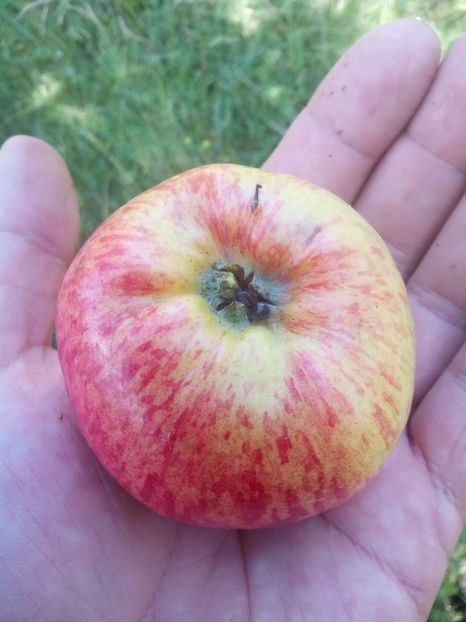 Pomi Străvechi Glia Strămoșească (Soiuri De Mar )