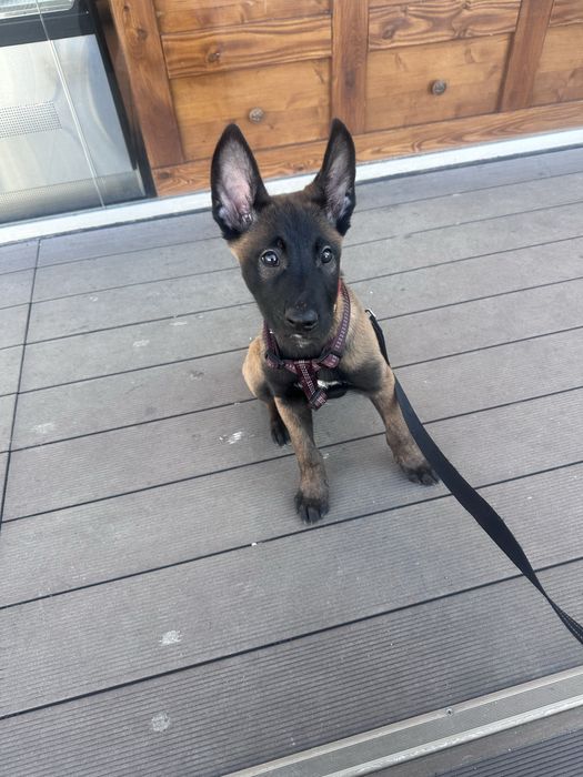 Ciobanesc belgian malinois
