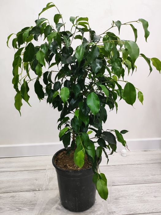 Цветы / растения домашние. Есть доставка