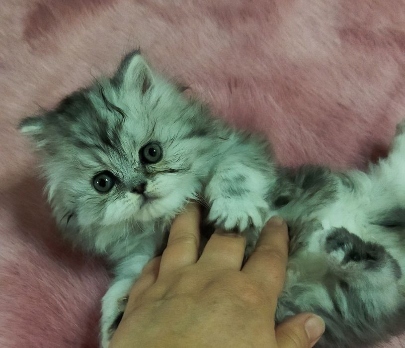 Шотландский котёнок