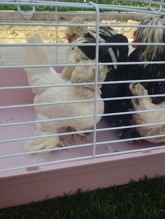 Декоративные куры