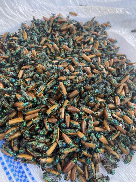 Алтын қоңыз емдік қоңыз