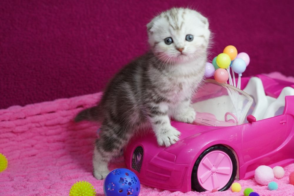 Очаровательные Вислоухие Котята Скоттиш Фолд