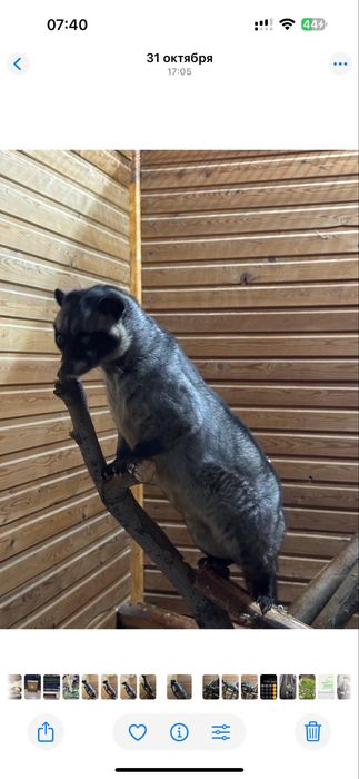 Экзотический питомец циветта