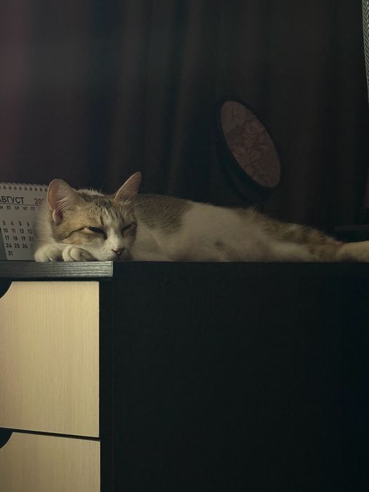 Кошечка Мия.
