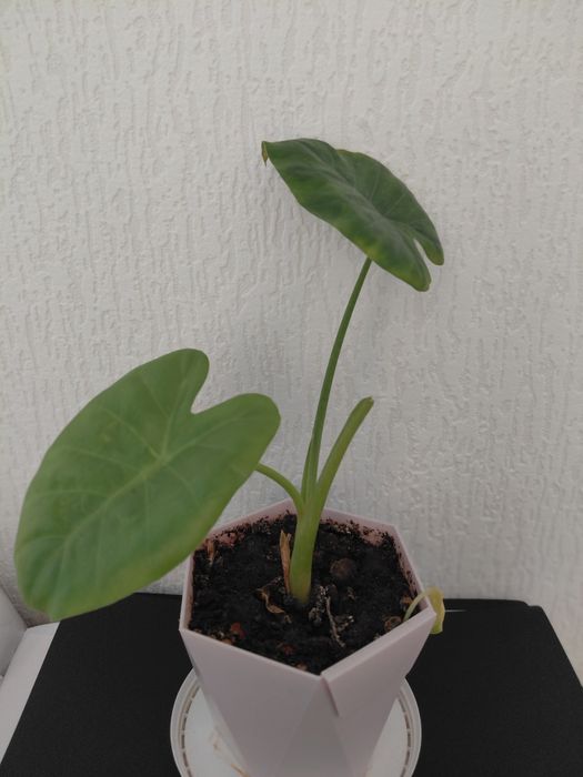 Цветый комнатный 2500