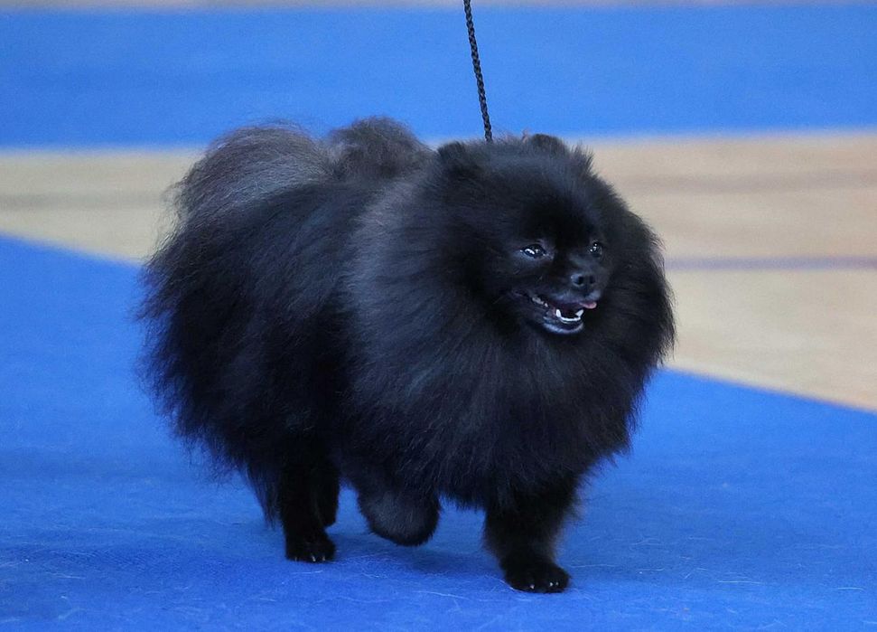 Мальчик ищет невесту