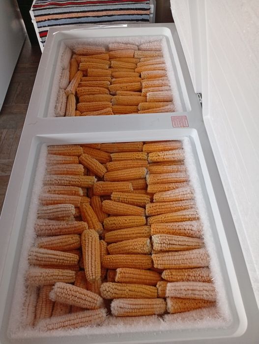 Porumb zaharat Târgoviște