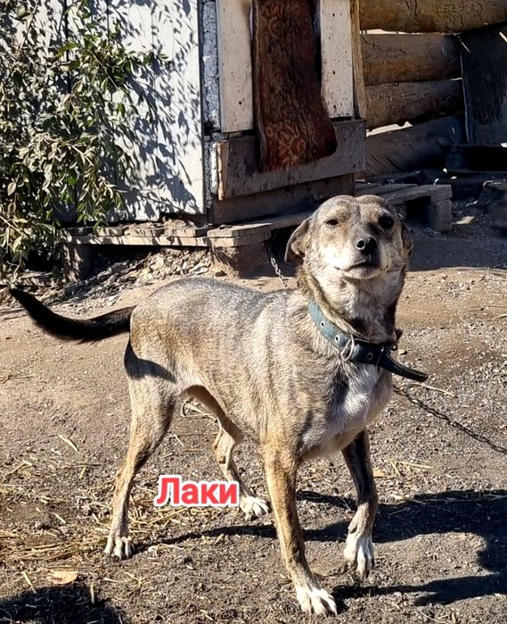 Дарю в добрые и ответственные руки