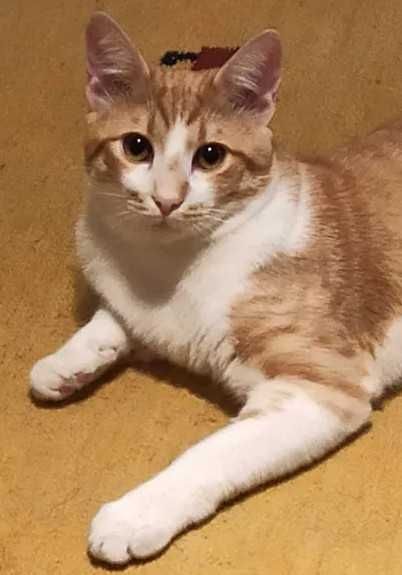 Спешно търсим дом за Арти