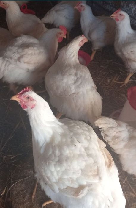 Pui de carne 2.5-2.9 kg