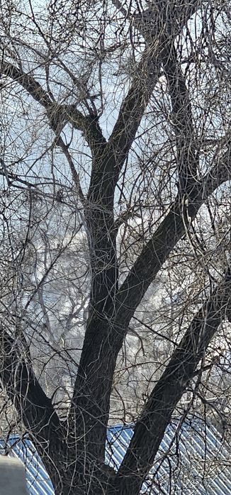 Продам карагач для дрова