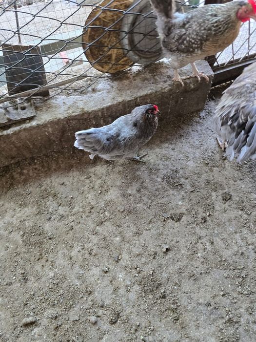 Инкубационное яйцо