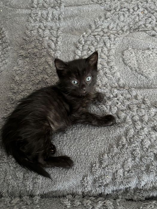 Котенок девочка.