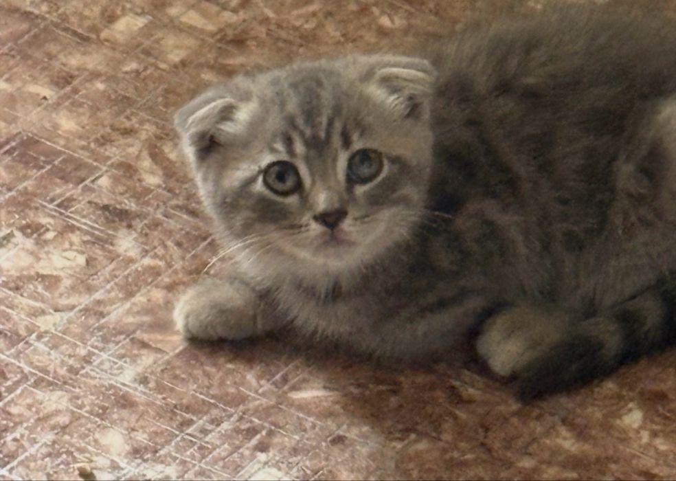 Котенок шотландский вислоухий,