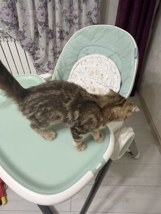 отдам котенка девочка