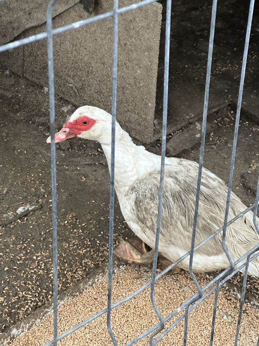 Vând rațe și ratoi