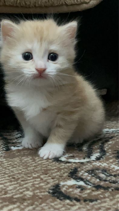 Отдам котёнка мальчик