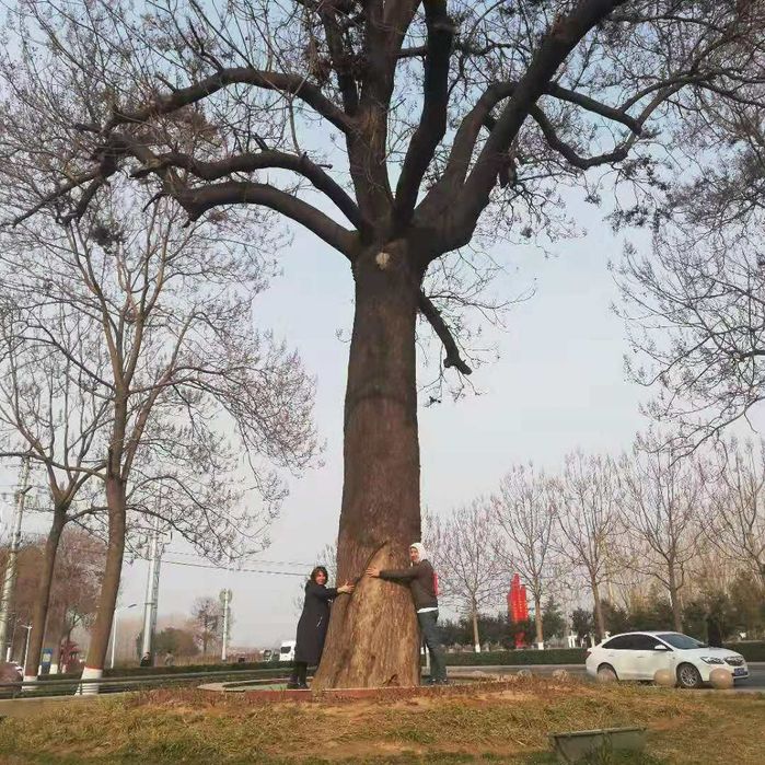 Павловния уруғлари