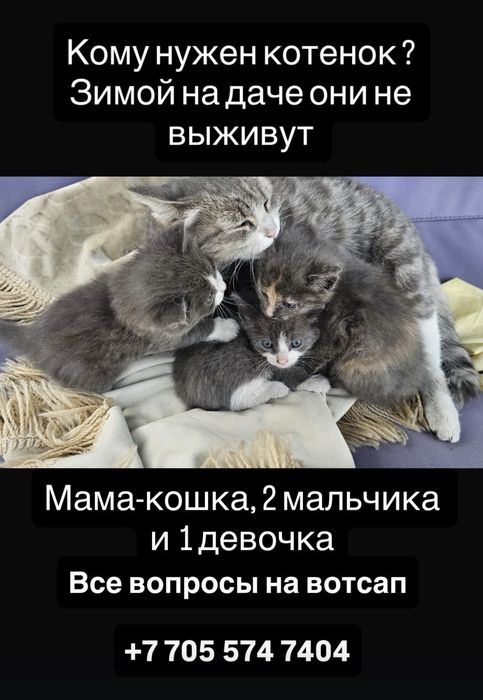 Котёнок ищет дом. Кошка-крысоловка