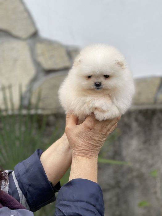 поеран мини