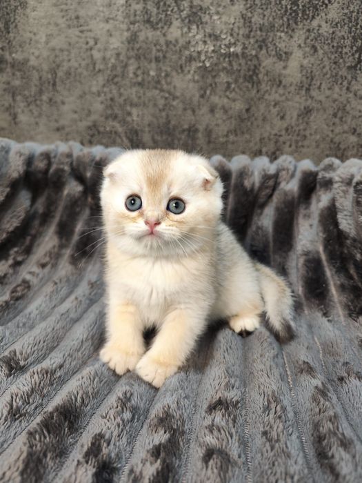 Pisoi Scottish Fold golden chinchilla