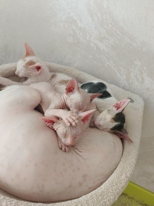 Продам котят сфинксов Астана